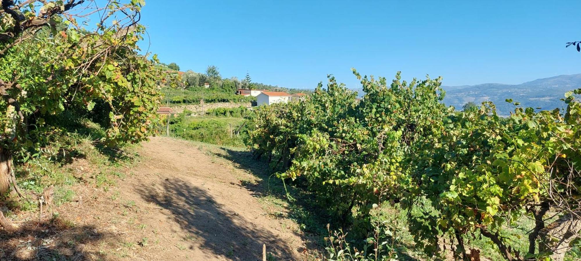 Вилла Quinta Dos Castros Douro Байан Экстерьер фото
