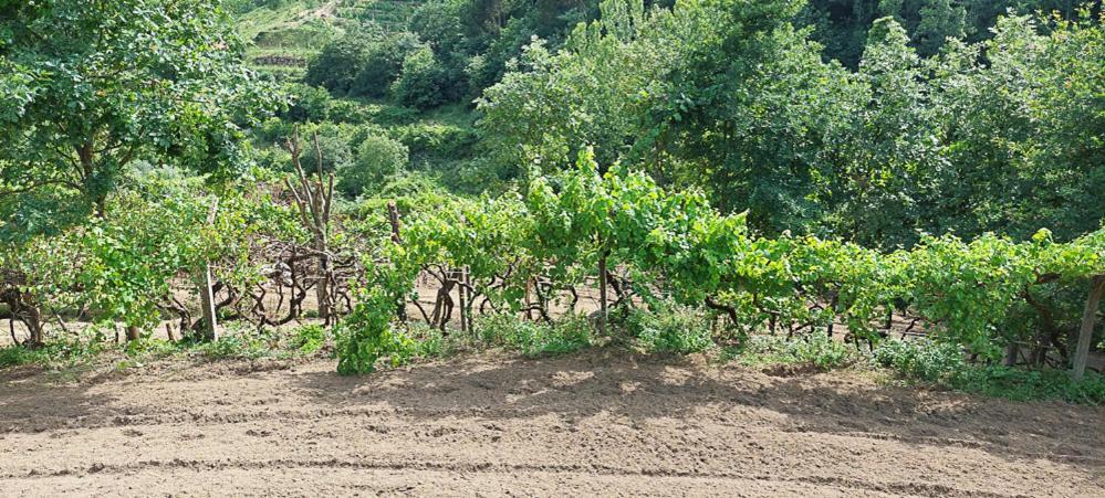 Вилла Quinta Dos Castros Douro Байан Экстерьер фото